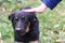 black laika dog closeup photo with human stroking hand on green grass background