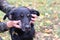 black laika dog closeup photo with human stroking hand on green grass background