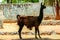 Black lama eating grass on stone background