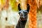 Black lama eating grass on stone background