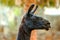 Black lama eating grass on stone background