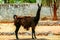 Black lama eating grass on stone background