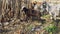 black lamb eats grass in bamboo thickets next to a herd of goats