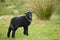 Black lamb in Great Langdale