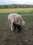 Black lamb nursing on white ewe