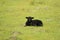 Black Lamb Relaxing In The Grass