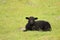 Black Lamb Relaxing In The Grass