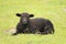 Black Lamb Relaxing In The Grass