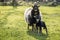 Black lamb, sheep, badge,  in countryside, brecon beacons