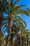 Black lanterns, palm trees on the background of blue sky