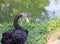 Black large swan with a flexible long neck looks warily at the edge of a beach covered with green grass on the background