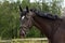 Black latvian breed horse portrait at the countryside