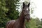 Black latvian breed horse portrait at the countryside