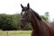 Black latvian breed horse portrait at the countryside