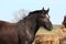 Black latvian draught horse portrait