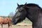 Black latvian draught horse portrait