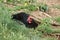 Black Laying Hen