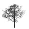 Black leafless alder tree isolated on white