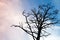 Black leafless tree photo over colorful evening sky