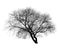 Black leafless tree on white background