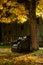 Black leather armchair, at the foot of a tree, in a neighborhood