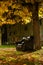 Black leather armchair, at the foot of a tree, in a neighborhood