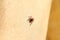 Black legged deer tick