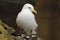 Black-legged kittiwake