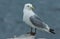 The Black-legged Kittiwake