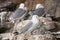 Black-legged Kittiwake