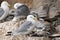 Black-legged Kittiwake