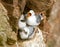 Black-legged kittiwake bird with an open beak sitting in the nest with its chicks on a sunny day