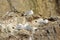 Black-legged kittiwake birds on nesting cliffside in summer