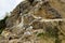 Black-legged kittiwake birds on nesting cliffside in summer