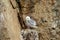 Black-legged kittiwake birds on nesting cliffside in summer