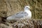 Black-legged kittiwake birds on nesting cliffside in summer