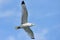 Black-legged Kittiwake flying through blue sky