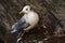 Black-legged kittiwake, Lofoten Islands II