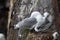 Black-Legged Kittiwake (Rissa tridactyla) adult feeding a chick on the nest, Iceland