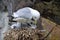 Black-Legged Kittiwake (Rissa tridactyla) adult feeding a chick on the nest, Iceland