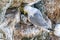 Black-legged Kittiwake - Rissa tridactyla with chicks.