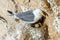 Black-legged Kittiwake - Rissa tridactyla on its nest.