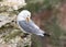 Black-legged Kittiwake - Rissa tridactyla preening, Yorkshire