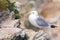 Black-legged Kittiwake - Rissa tridactyla at rest on a cliff face.