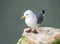 Black-legged Kittiwake - Rissa tridactyla at rest, Yorkshire