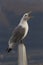 Black legged kittiwake screams loudly along Alaskan coast