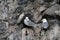 Black-legged Kittiwakes