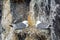 Black-legged kittiwakes, Farne Islands Nature Reserve, England