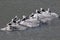 Black-legged Kittiwakes - Rissa tridactyla