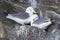 Black-legged Kittiwakes (Rissa tridactyla) nesting